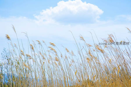 金黄芦苇随风起伏，朵朵白云点缀碧空如洗