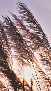 夕阳余晖穿透芦苇，剪影勾勒温柔暮色时光