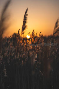 落日熔金染芦苇，剪影摇曳尽显黄昏诗意