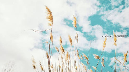 芦苇尖刺破云层，青空如洗映衬秋日高远