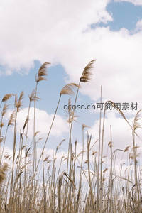 蓝天白云下随风摇曳的芦苇丛