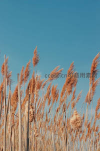 暖阳映照下金黄芦苇迎风舒展