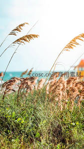海边沙丘芦苇随风轻拂碧海