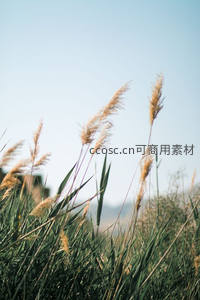 微风拂过绿意盎然的芦苇尖