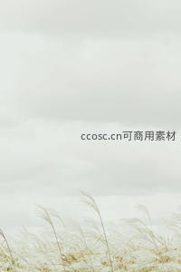 阴云密布下白色芦苇随风飘扬