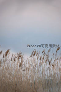 孤鸟掠过芦苇荡，天空辽阔无垠