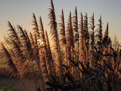 夕阳穿透芦苇丛，洒下金色光辉