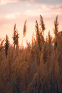 暮色中的芦苇，沐浴在温柔霞光里