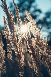 阳光穿透芦花，闪耀如银丝般璀璨