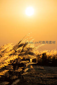 金色夕阳下，芦苇随风舞动如诗