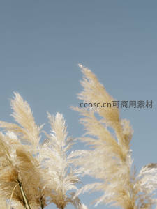 蓝天之下，蒲苇轻扬如雪般飘逸