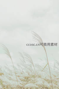 风中摇曳的芦苇花海，如梦似幻