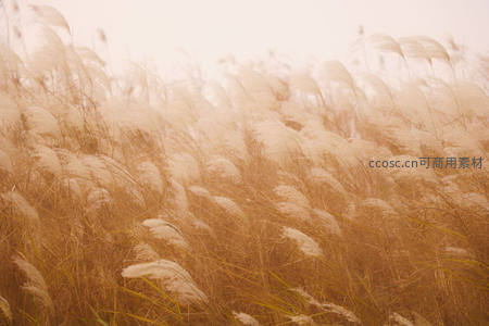 金色夕阳下的芦苇荡，温暖如诗