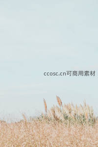 远山薄雾中，芦苇随风低语