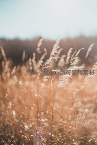 金色芦苇在晨光中摇曳生姿