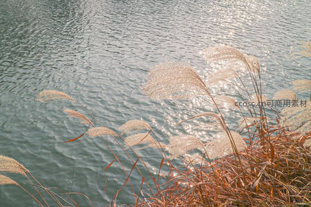 水边芦花随风轻舞波光粼粼