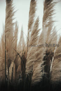 特写芦苇穗随风轻扬如雪