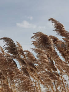 风中摇曳的金色芦苇荡