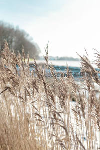 湖畔芦苇映衬冬日晴空