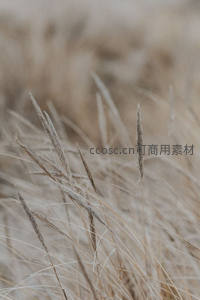 微距镜头下的干草纹理