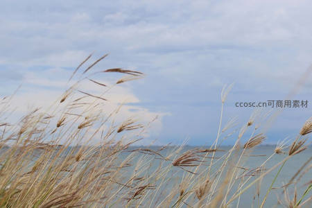 湖畔芦苇随风摇曳，天空云卷云舒