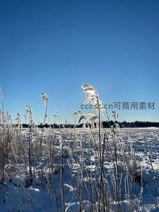 雪覆芦苇映蓝天，冬日田野静谧美