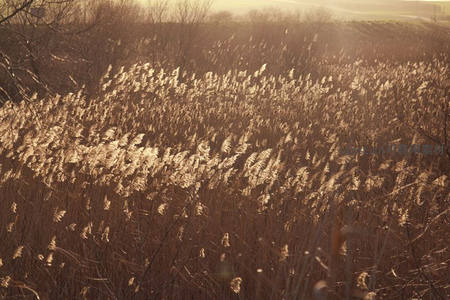夕阳洒满芦苇荡，金色光影如诗画