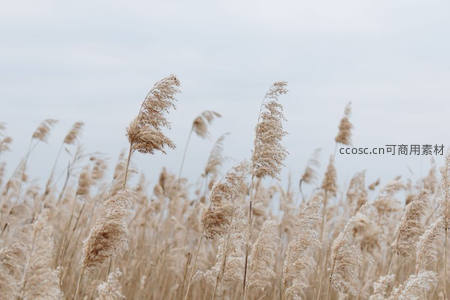 晨雾轻笼芦苇丛，柔美朦胧如梦境