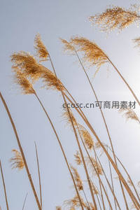 仰拍芦苇向晴空，金穗迎风舞翩跹