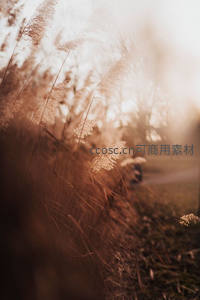 逆光芦苇透柔光，黄昏小径人影稀