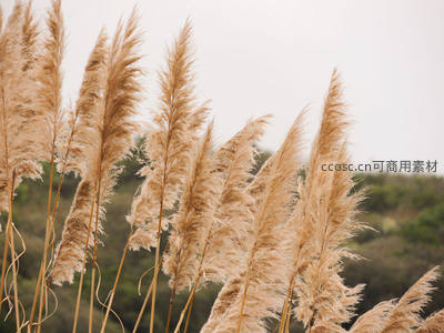 蒲苇丛生迎风立，山野背景显苍茫