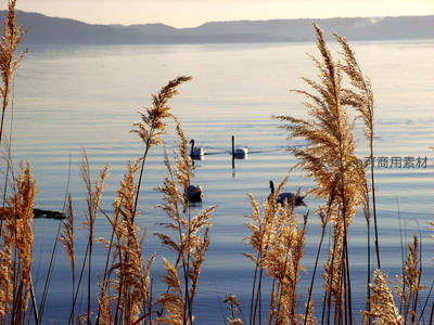 湖面天鹅悠游芦苇丛间倒影如画