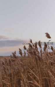 黄昏时分芦苇丛沐浴温柔暮色