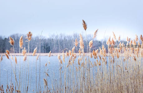冬日湖畔芦苇在薄雾中静立如诗