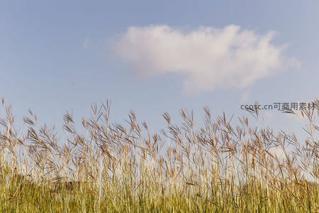 蓝天白云下细长芦苇穗迎风轻摆