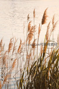 湖畔芦苇沐浴夕阳，水面波光粼粼