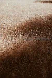 大片干草随风起伏，光影斑驳如画