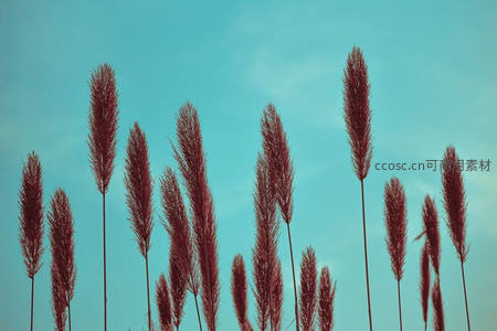 深红芦苇挺立蓝天，线条简约优雅