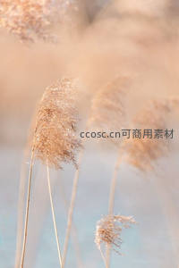 柔焦芦苇朦胧唯美，浅蓝背景衬托