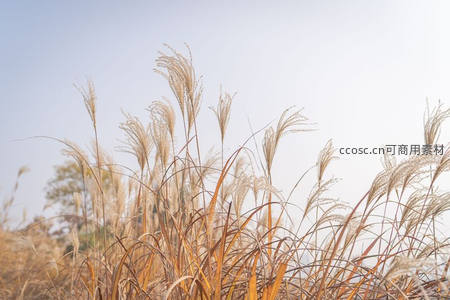 金色芒草迎风飞舞，秋日暖阳相伴