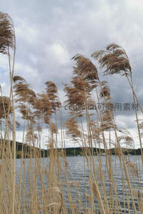 湖畔芦苇随风摇曳，云影倒映水面