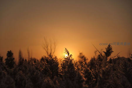夕阳穿过芦苇丛，金色光芒洒满大地