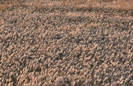 航拍视角下，无垠芦苇荡如雪毯铺展