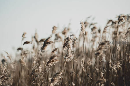 逆光下的芦苇花穗，朦胧柔美如梦境