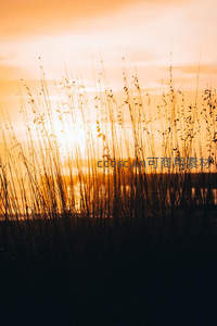 金色夕阳穿透芦苇的剪影美景