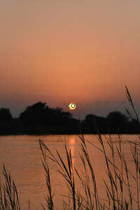 湖面日落时分芦苇与树影相映