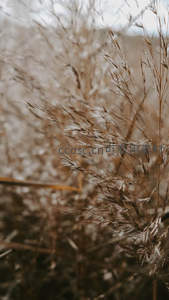 微距镜头下的枯黄芦苇细节特写