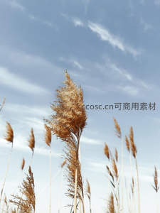 金秋芦苇随风舞，蓝天白云映衬间