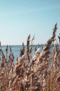 海边芦苇轻摇曳，远眺碧海接天际