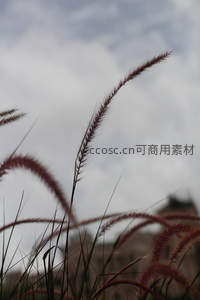 紫红芒草迎风立，云影婆娑显柔美